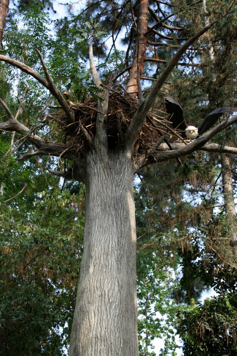 Eagle's nest perched high in a tree, showcasing the precision and creativity available at West Coast Rockscapes.